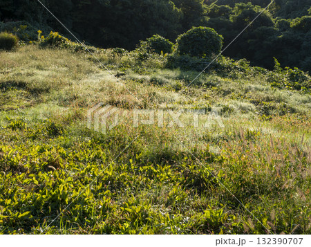 朝日に照らされた野原の風景 132390707