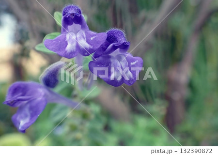 ナミキソウ（秋田市・2025/8/29） 132390872