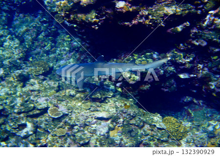 サンゴ礁に生きるサメ 132390929