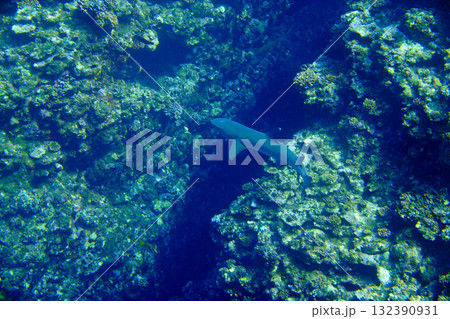 サンゴ礁に生きるサメ 132390931