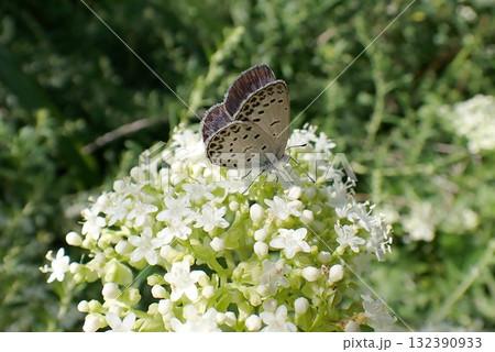 ヤマトシジミ(雄物川河口・2025/9/4) ヤマトシジミ(雄物川河口・2025/9/4) 132390933