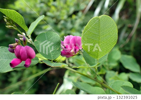 ヤマハギ(秋田市下浜桂根・250908) ヤマハギ(秋田市下浜桂根・250908) 132391025