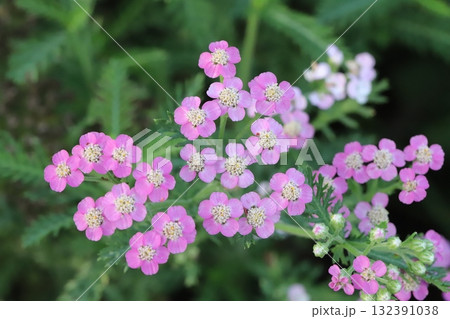 秋の公園に咲くピンク色ののノコギリバナの小さな花 132391038