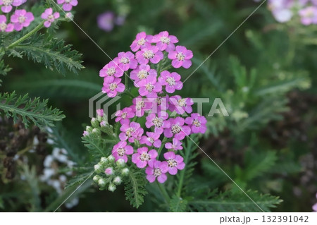 秋の公園に咲くピンク色ののノコギリバナの小さな花 132391042