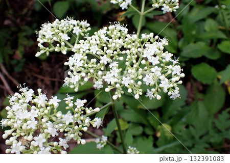 オトコエシ(秋田市下浜桂根・250908) オトコエシ(秋田市下浜桂根・250908) 132391083