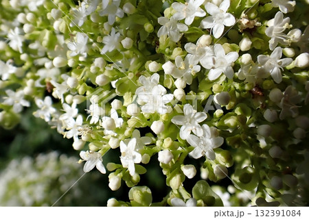 オトコエシ(秋田市下浜桂根・250908) オトコエシ(秋田市下浜桂根・250908) 132391084