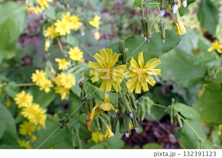 ヤクシソウ（秋田市豊岩小山大沢・251014） 132391123