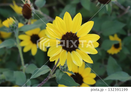 秋の公園に咲く黄色いミニヒマワリ（矮性向日葵）の花 132391199