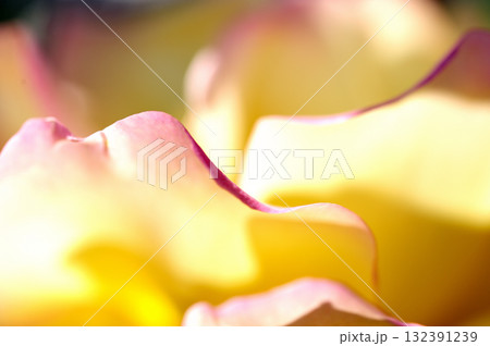 薔薇のクローズアップ 薔薇のクローズアップ 132391239