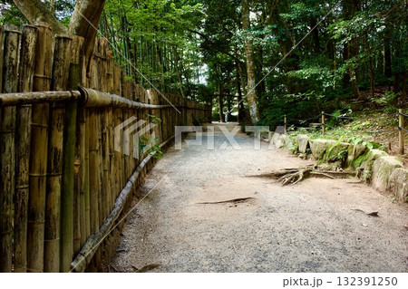 八重垣神社の鏡の池付近の森の中 132391250