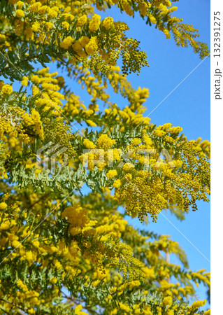 ミモザ ミモザ 132391275