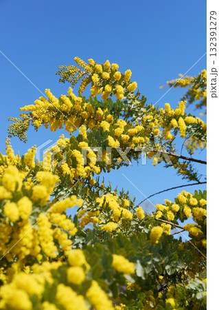 ミモザ 132391279