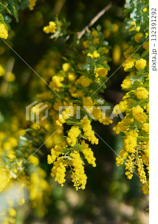 ミモザ ミモザ 132391292