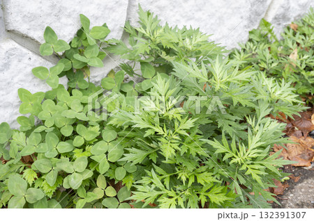 自生してるヨモギとクローバー 132391307