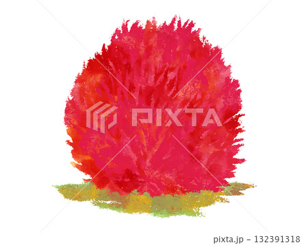 紅葉が美しい秋のコキア　水彩 132391318