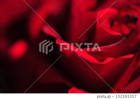 近所のバラ園で見た花 132391357