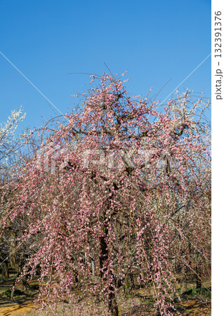 青空に映える満開の枝垂れ梅 132391376