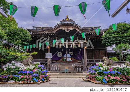 文京あじさいまつり 文京あじさいまつり 132391447