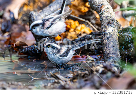 エナガ エナガ 132391715