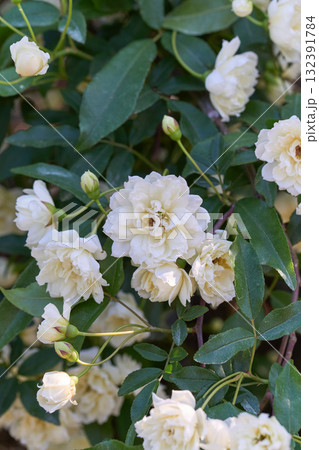 モッコウバラ 132391784