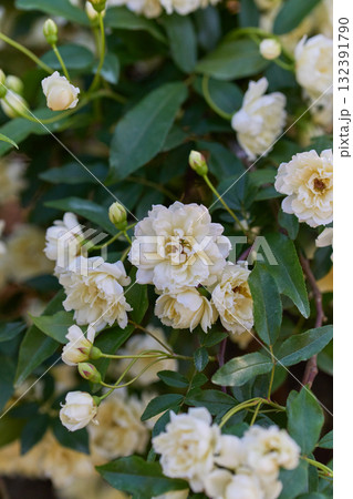 モッコウバラ モッコウバラ 132391790