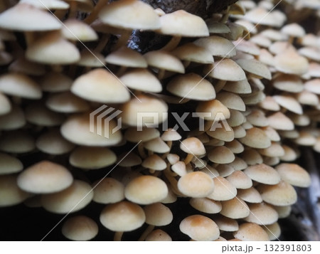 倒木にびっしりと生えている白っぽいキノコ（20251022073944） 132391803