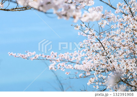 【岡山県】桜と海 【岡山県】桜と海 132391908