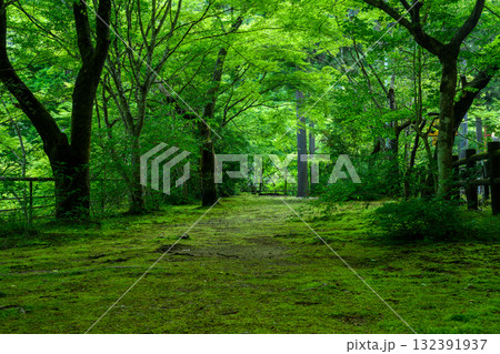 【岡山県】新緑 132391937