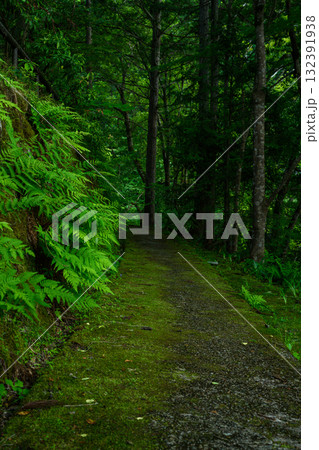 【岡山県】新緑 132391938