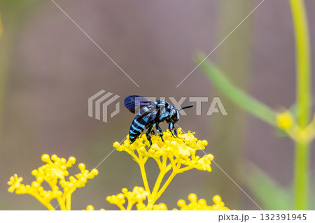 ルリモンハナバチ 132391945