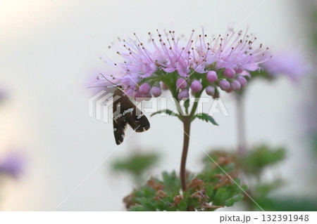 秋の庭に咲く薄桃色のダンギクの花の蜜を吸うシロオビノメイガ 132391948