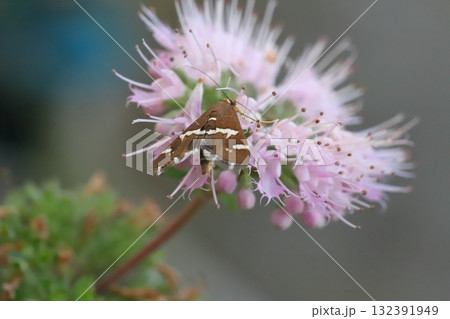 秋の庭に咲く薄桃色のダンギクの花の蜜を吸うシロオビノメイガ 132391949