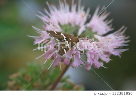 秋の庭に咲く薄桃色のダンギクの花の蜜を吸うシロオビノメイガ 132391950