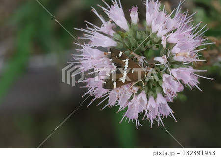 秋の庭に咲く薄桃色のダンギクの花の蜜を吸うシロオビノメイガ 132391953