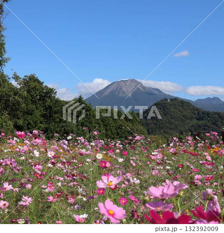 秋空に映えるコスモスと大山の絶景 秋空に映えるコスモスと大山の絶景 132392009