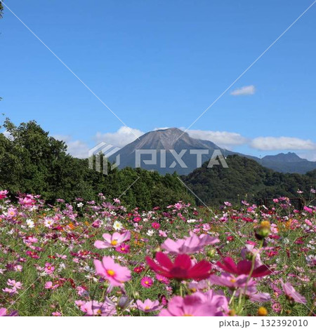 秋空に映えるコスモスと大山の絶景 秋空に映えるコスモスと大山の絶景 132392010