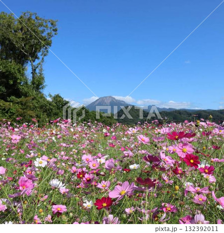 秋空に映えるコスモスと大山の絶景 132392011