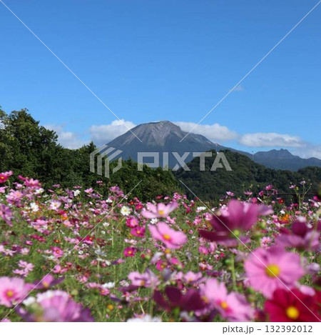 秋空に映えるコスモスと大山の絶景 132392012
