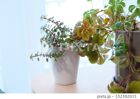 窓辺に置かれた観葉植物 132392015