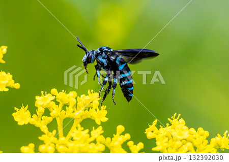 ルリモンハナバチ 132392030