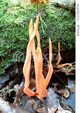 ベニナギナタタケ（秋田市下浜八田・251003） 132392034