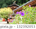 和歌浦天満宮を背景に咲く紫色のシコンノボタン 132392053