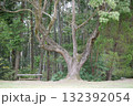 芝生の公園に生えている奇妙な形の木とその横に佇むベンチ 132392054