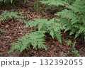 枯葉の上に伸びる緑色のシダの葉【10月】 132392055