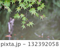 上から垂れ下がる青紅葉と奥に見える池と立木 132392058