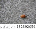 道端に一つだけ落ちているどんぐり 132392059