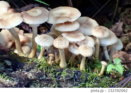 ナラタケ（由利本荘市東由利八塩山麓・251009） 132392062