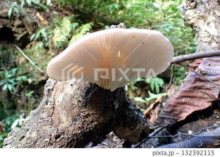 ツキヨタケ（由利本荘市東由利八塩山麓・251009） 132392115