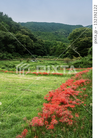 色鮮やかな彼岸花 132392122