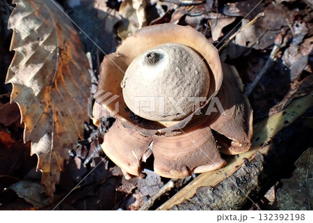 エリマキツチグリ(秋田市豊岩石田坂・251015) エリマキツチグリ(秋田市豊岩石田坂・251015) 132392198
